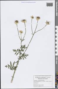 Tanacetum corymbosum subsp. corymbosum, Eastern Europe, Middle Volga region (E8) (Russia)