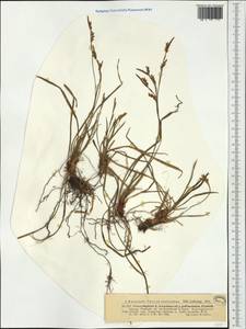 Carex digitata L., Western Europe (EUR) (Romania)