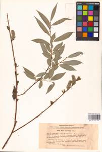 Salix acutifolia Willd., Eastern Europe, Moscow region (E4a) (Russia)