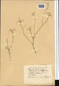 Roemeria hybrida (L.) DC., Middle Asia, Caspian Ustyurt & Northern Aralia (M8) (Kazakhstan)