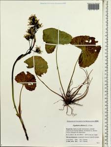 Ligularia sibirica (L.) Cass., Siberia, Baikal & Transbaikal region (S4) (Russia)