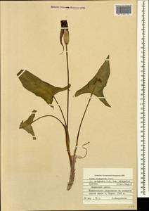 Arum orientale subsp. orientale, Caucasus, Armenia (K5) (Armenia)