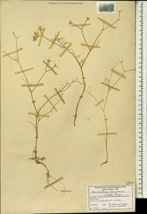 Glochidotheca foeniculacea (Fenzl) Fenzl, South Asia, South Asia (Asia outside ex-Soviet states and Mongolia) (ASIA) (Iran)