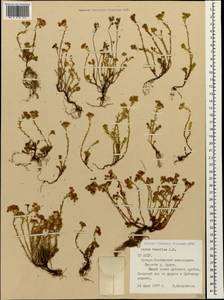 Sedum tenellum M. Bieb., Caucasus, North Ossetia, Ingushetia & Chechnya (K1c) (Russia)