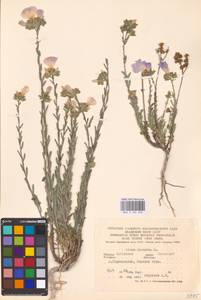 Linum hirsutum L., Eastern Europe, North Ukrainian region (E11) (Ukraine)