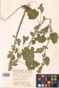 Althaea officinalis L., Middle Asia, Caspian Ustyurt & Northern Aralia (M8) (Kazakhstan)