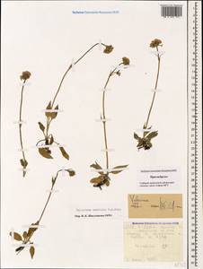 Valeriana saxicola C. A. Mey., Caucasus, Stavropol Krai, Karachay-Cherkessia & Kabardino-Balkaria (K1b) (Russia)