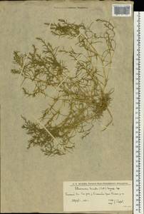 Petrosimonia triandra (Pall.) Simonk., Eastern Europe, Lower Volga region (E9) (Russia)