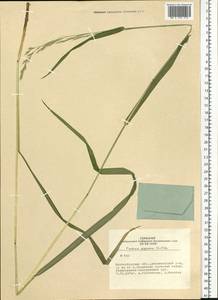 Lolium giganteum (L.) Darbysh., Siberia, Western Siberia (S1) (Russia)