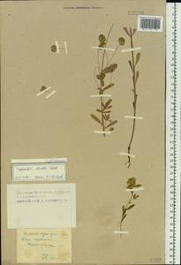 Euphorbia esula subsp. esula, Siberia, Central Siberia (S3) (Russia)