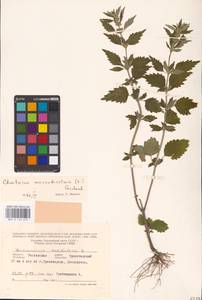 MHA 0 154 653, Chaiturus marrubiastrum (L.) Ehrh. ex Rchb., Eastern Europe, Rostov Oblast (E12a) (Russia)