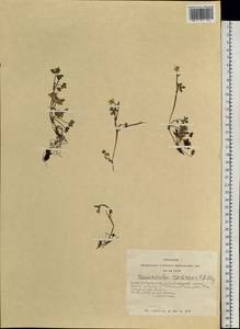 Ranunculus radicans C. A. Mey., Siberia, Altai & Sayany Mountains (S2) (Russia)