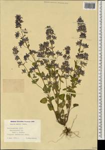 Nepeta meyeri Benth., Caucasus, Azerbaijan (K6) (Azerbaijan)