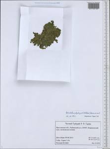Spirodela polyrhiza (L.) Schleid., Eastern Europe, Central forest region (E5) (Russia)