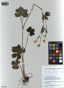 Ranunculus grandifolius C. A. Mey., Siberia, Altai & Sayany Mountains (S2) (Russia)