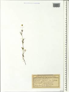 Ranunculus arvensis L., Caucasus, Stavropol Krai, Karachay-Cherkessia & Kabardino-Balkaria (K1b) (Russia)
