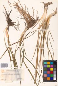 Anthericum ramosum L., Eastern Europe, Belarus (E3a) (Belarus)