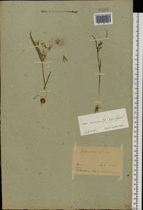 Gagea minima (L.) Ker Gawl., Eastern Europe, Belarus (E3a) (Belarus)