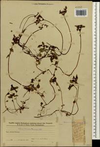 Phedimus stolonifer (S. G. Gmel.) 't Hart, Caucasus, Azerbaijan (K6) (Azerbaijan)