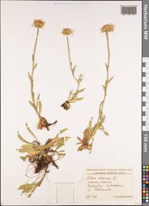 Aster alpinus L., Caucasus, Georgia (K4) (Georgia)