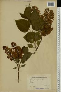 Syringa vulgaris L., Eastern Europe, Estonia (E2c) (Estonia)