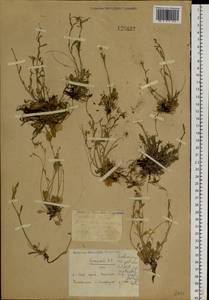 Arabidopsis septentrionalis (N. Busch) D. A. German, Siberia, Chukotka & Kamchatka (S7) (Russia)