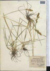 Deschampsia koelerioides Regel, Middle Asia, Northern & Central Tian Shan (M4) (Kyrgyzstan)