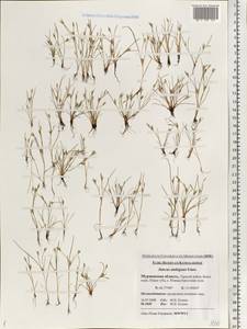 Juncus ranarius Songeon & E. P. Perrier, Eastern Europe, Northern region (E1) (Russia)