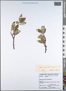 Salix arctica Pall., Siberia, Central Siberia (S3) (Russia)