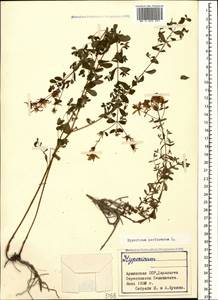 Hypericum perforatum, Caucasus, Armenia (K5) (Armenia)