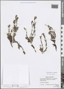 Dianthus repens Willd., Siberia, Chukotka & Kamchatka (S7) (Russia)