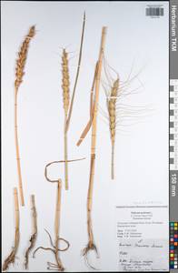 Triticum aestivum L., Eastern Europe, Central region (E4) (Russia)