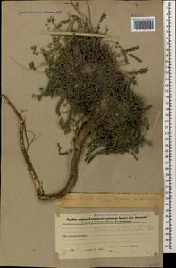 Astragalus sanguinolentus M.Bieb., Caucasus, Azerbaijan (K6) (Azerbaijan)