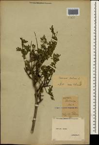 Chrysojasminum fruticans (L.) Banfi, Crimea (KRYM) (Russia)