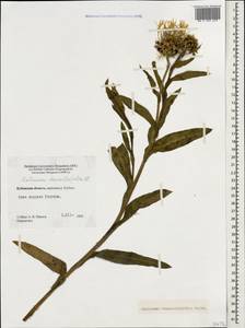 Centaurea cheiranthifolia Willd., Caucasus, Stavropol Krai, Karachay-Cherkessia & Kabardino-Balkaria (K1b) (Russia)