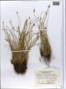 Eleocharis mitracarpa Steud., Eastern Europe, South Ukrainian region (E12) (Ukraine)