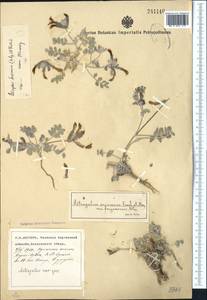 Astragalus ferganensis (M. Pop.) B.A. Fedtschenko, Middle Asia, Pamir & Pamiro-Alai (M2) (Uzbekistan)