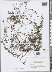 Vaccinium oxycoccos L., Eastern Europe, North-Western region (E2) (Russia)