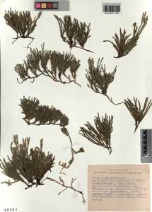 Diphasiastrum alpinum (L.) Holub, Siberia, Altai & Sayany Mountains (S2) (Russia)