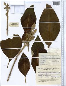 Callicarpa arborea Roxb., South Asia, South Asia (Asia outside ex-Soviet states and Mongolia) (ASIA) (China)