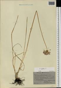 Allium angulosum L., Eastern Europe, North Ukrainian region (E11) (Ukraine)