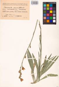 Campanula persicifolia L., Eastern Europe, Lower Volga region (E9) (Russia)
