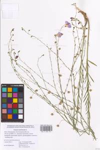 Linum austriacum L., Eastern Europe, Lower Volga region (E9) (Russia)