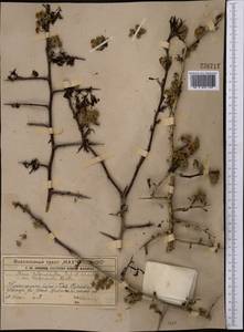 Pyrus regelii Rehder, Middle Asia, Western Tian Shan & Karatau (M3) (Kazakhstan)