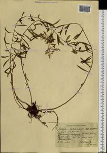 Phedimus selskanianus (Regel & Maack) 't Hart, Siberia, Russian Far East (S6) (Russia)