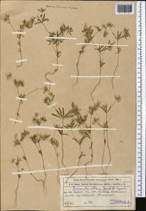 Asperula setosa Jaub. & Spach, Middle Asia, Western Tian Shan & Karatau (M3) (Kazakhstan)