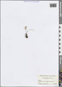 Gagea sulfurea Miscz., Caucasus, Georgia (K4) (Georgia)