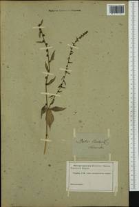 Beta vulgaris L., Western Europe (EUR) (Not classified)