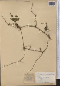 Cayaponia racemosa (P. Mill.) Cogn., America (AMER) (Cuba)