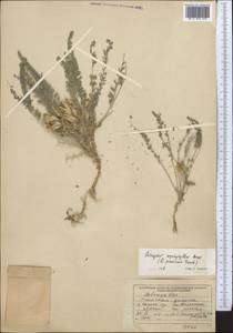 Astragalus pamirensis Franch., Middle Asia, Pamir & Pamiro-Alai (M2) (Tajikistan)
